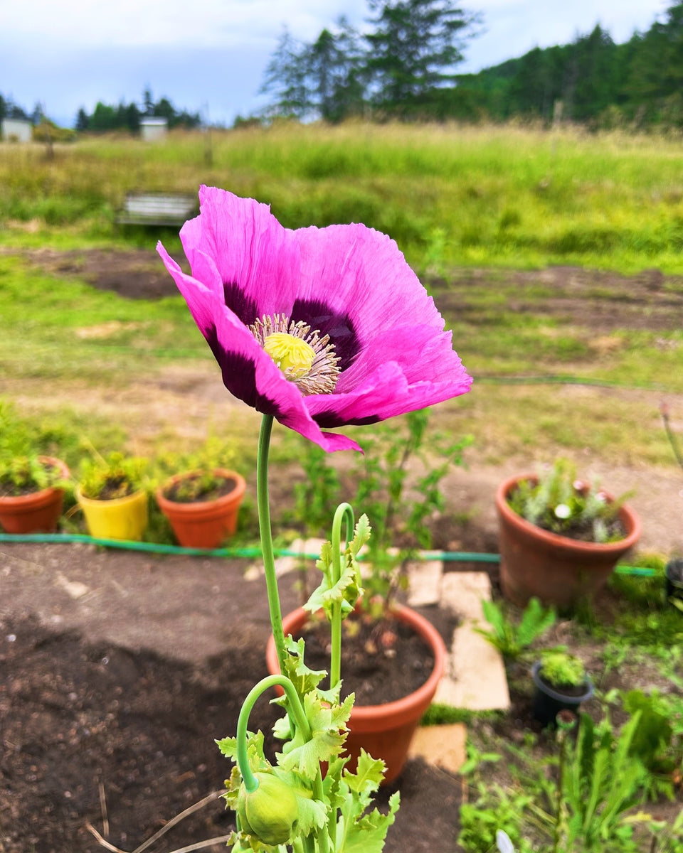 Poppy