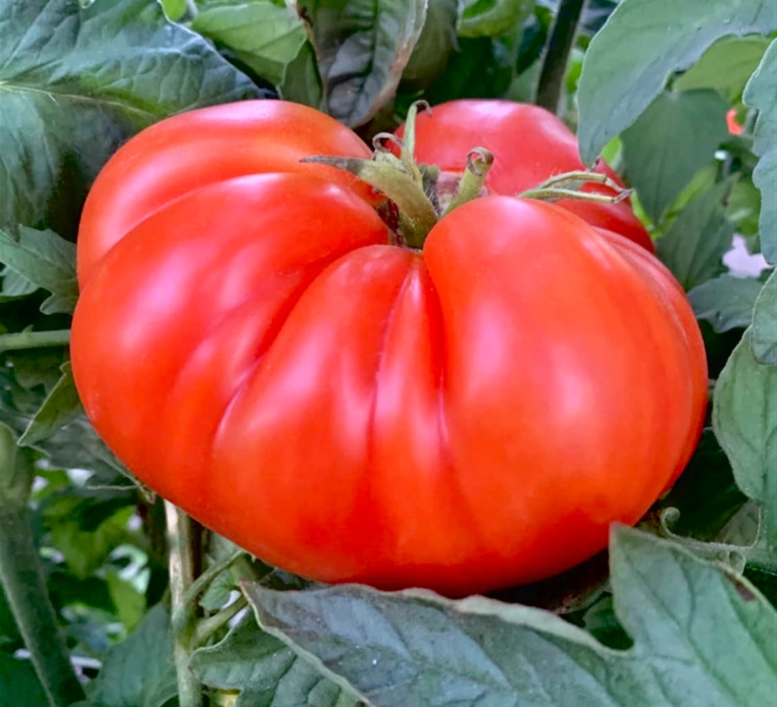 Tomato Beefsteak Mortgage Lifter (Solanum lycopersicum) Organic He