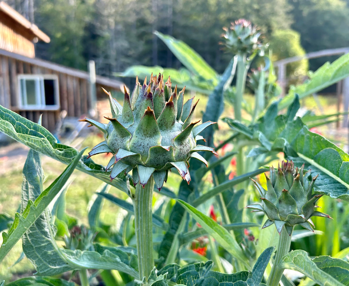 Cardoon (Cynara cardunculus) Silver Leaf