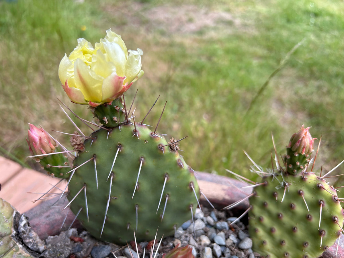 prickly pear cactus endangered Cactus
