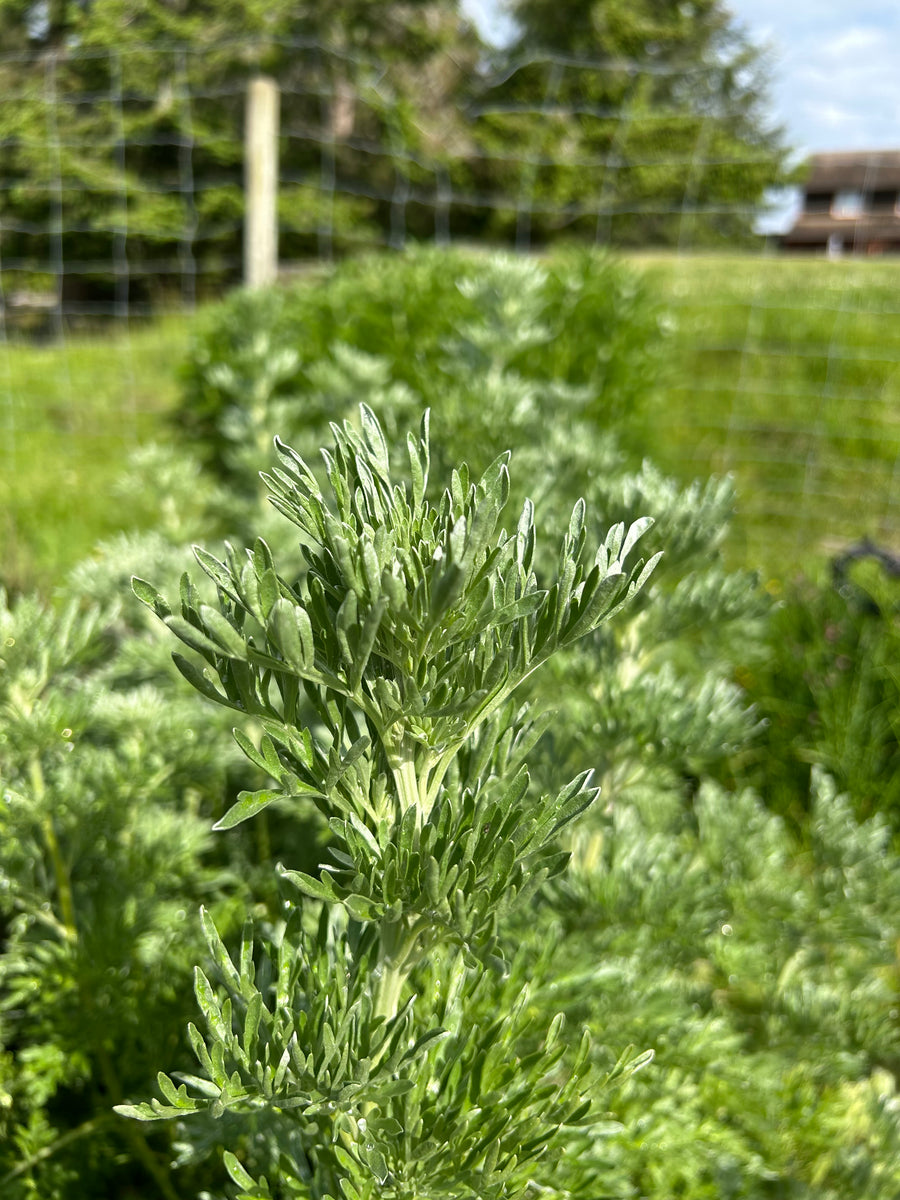 Wormwood