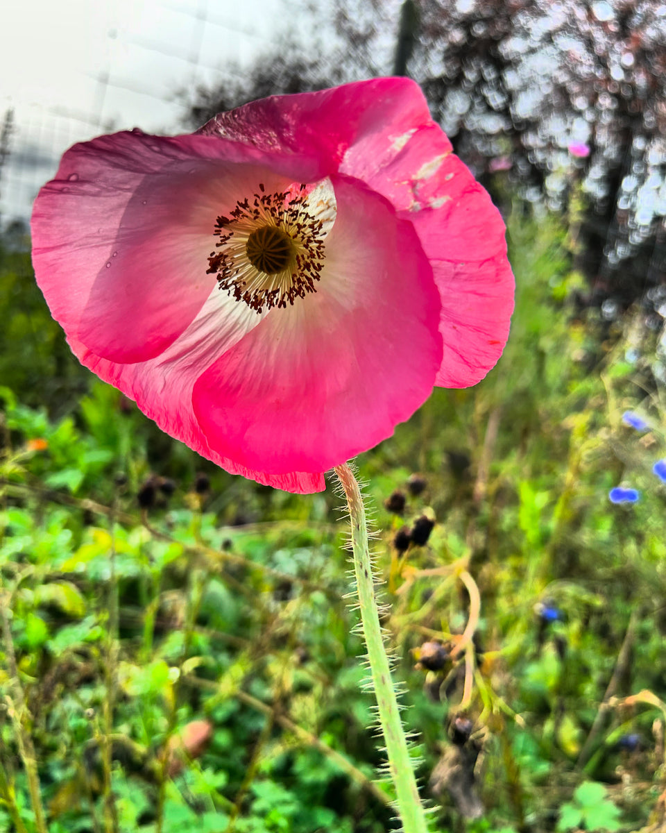 Poppy - Pink Poppy (Somniferium) Non-GMO - Organically Grown