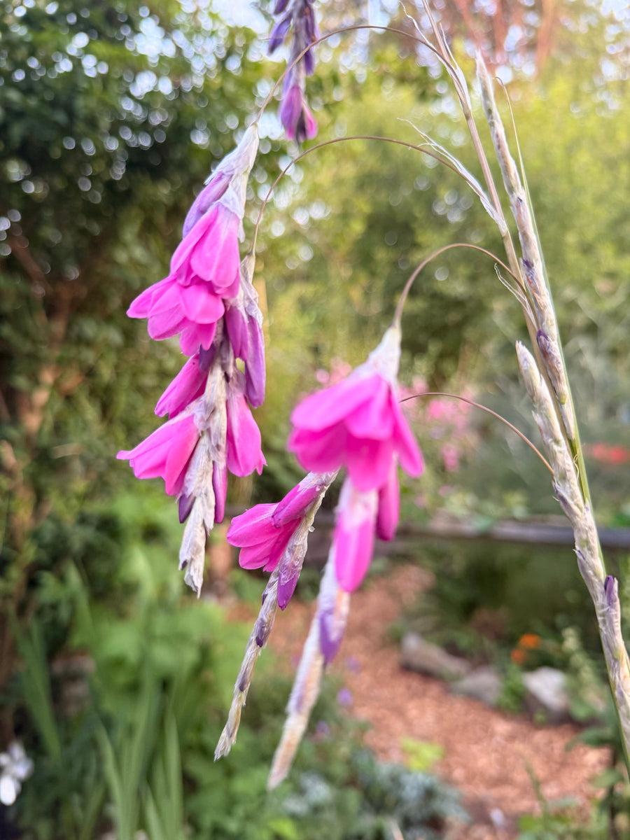 angels fishing pole Perennial Grass – Angel's Rod (Dierama angeliae) Non-GMO – Org – Bumbleseeds Choose your deep drop rod:5'6