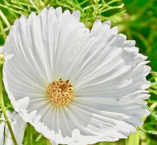 thumbnail image 2 of Cosmos Cupcake White Seeds – 25 Seeds Per Packet – Non-GMO, Fresh For 2025 2 of 6