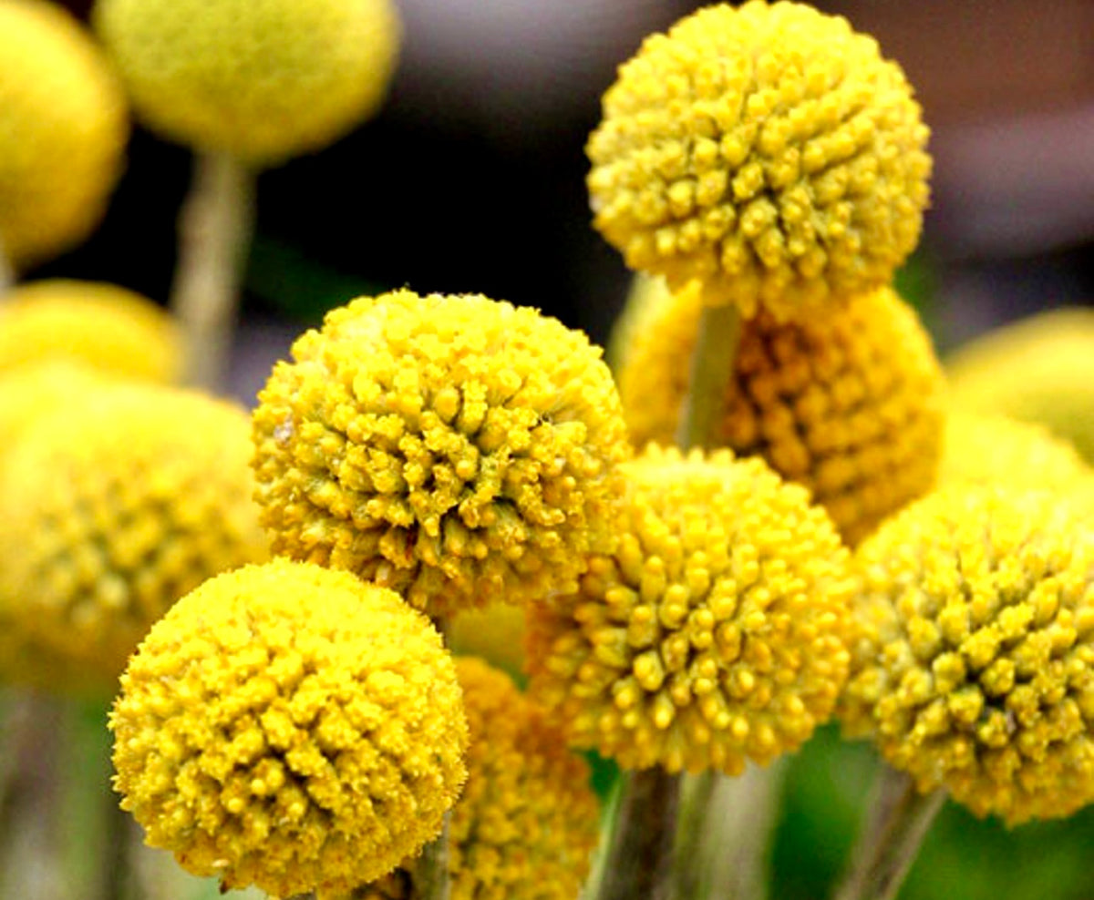 Sun Ball (Craspedia globosa) Non-GMO