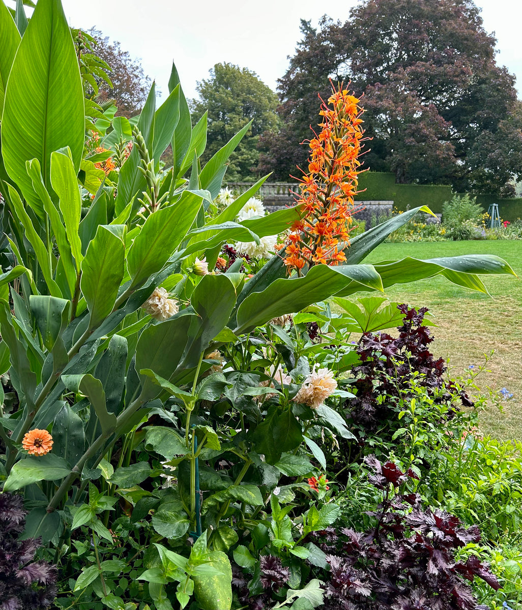 Red Ginger Lily