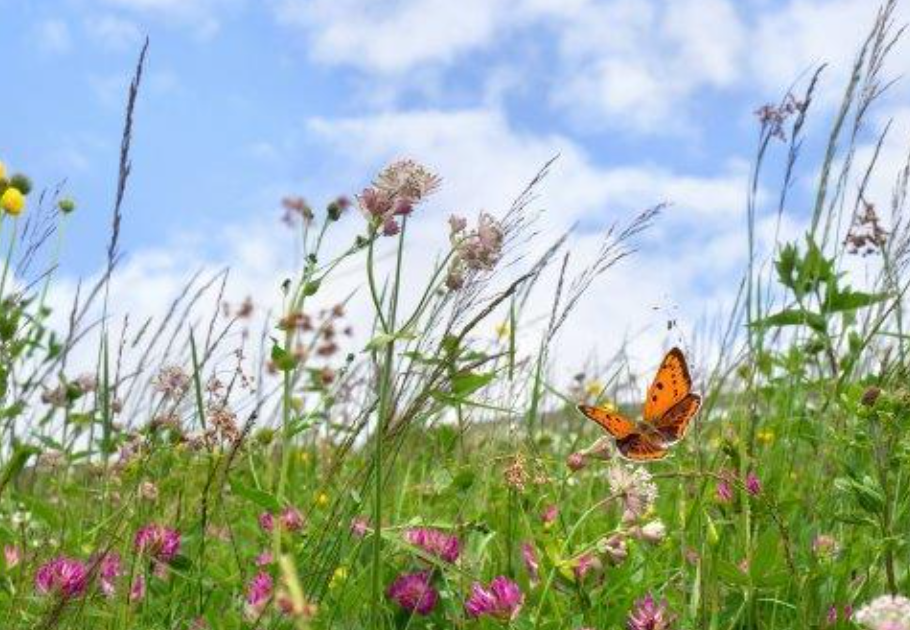 AphidEater Predatory Insect Mix To Attract Beneficial Garden Insects Bumbleseeds