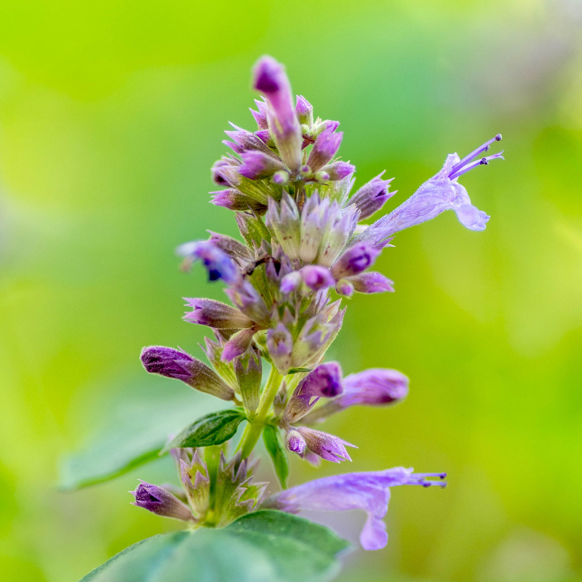 Anise Hyssop Licorice Mint (Agastache foeniculum) Agastache Giant Bl Bumbleseeds