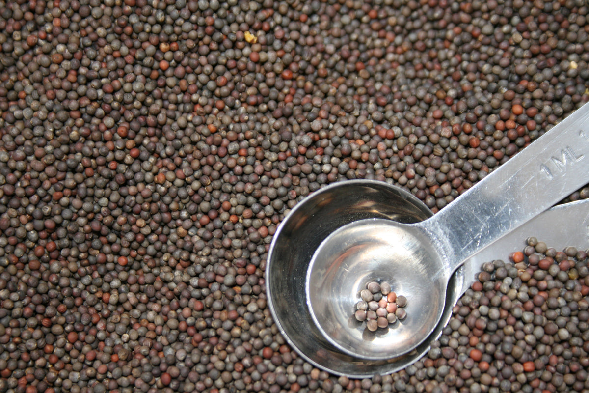 Broccoli Di Cicco (Brassica oleracea var. italica) De Cicco Italian