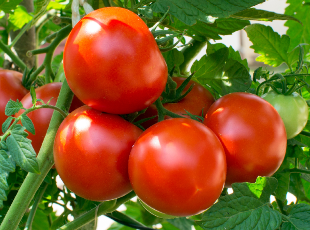 Tomato Beefsteak Red Salsa (Solanum lycopersicum) Tomatoes Non GMO