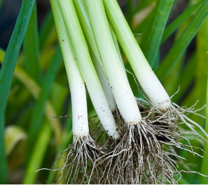 Onion Bunching Onions Scallions (Allium Fistulosum) Welsh Onions S