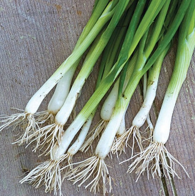 Onion Bunching Onions Scallions (Allium Fistulosum) Welsh Onions S