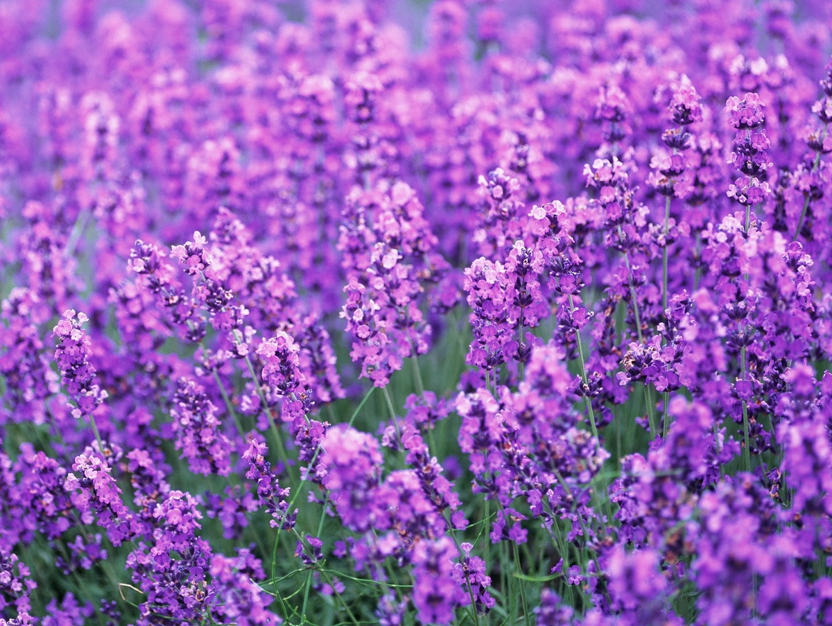 Lavender English (Lavandula angustifolia) English Lavender Non GMO
