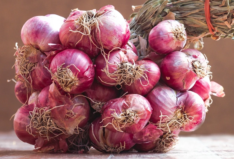 Shallot ZeBrune (Allium ascalonicum) Eschalion Non GMO & Organic Fre Bumbleseeds