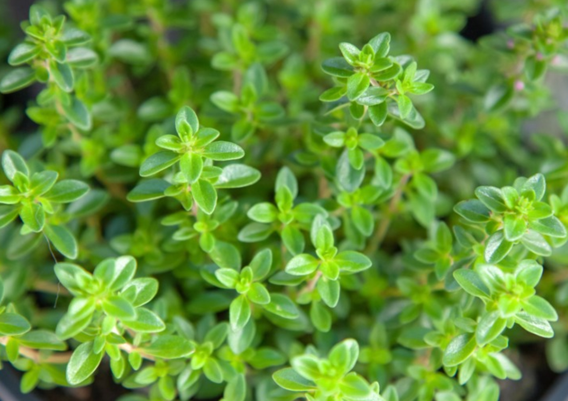 Thyme (Thymus pulegioides) English Lemon Broadleaf Non GMO & Organ