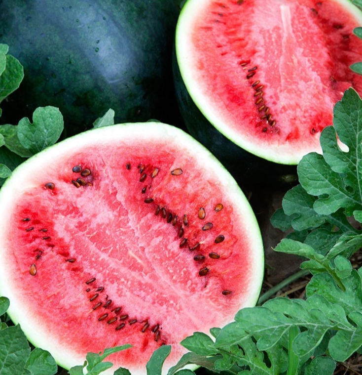 Watermelon Sugar Baby (Citrullus lanatus) Non GMO & Organic Sugar Ba