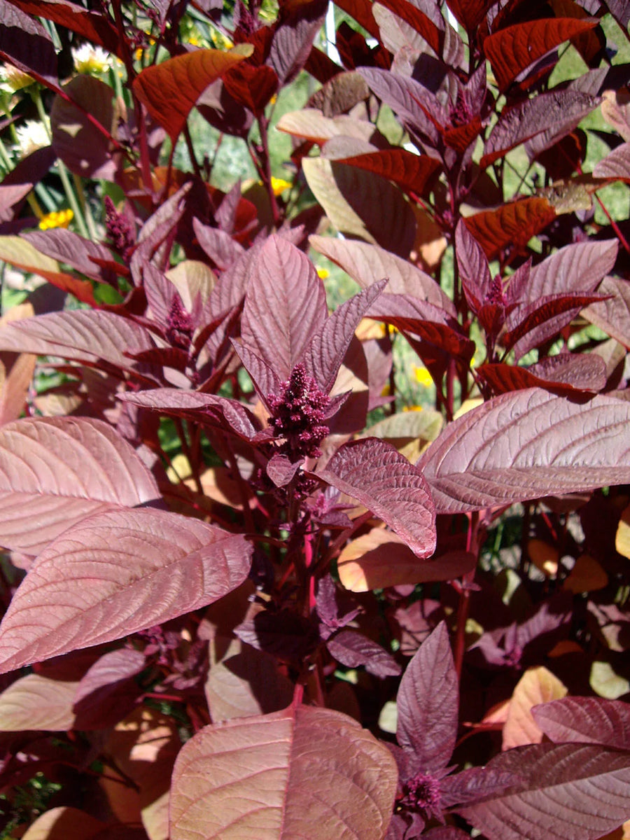 Amaranth Burgundy Amaranth Hypochondriacus Organic Nongmo Heirloom