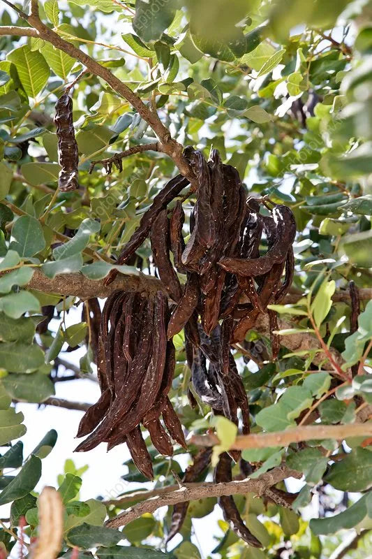 Carob Seed Locust Bean (Ceratonia Siliqua) St. John's Bread Locust B