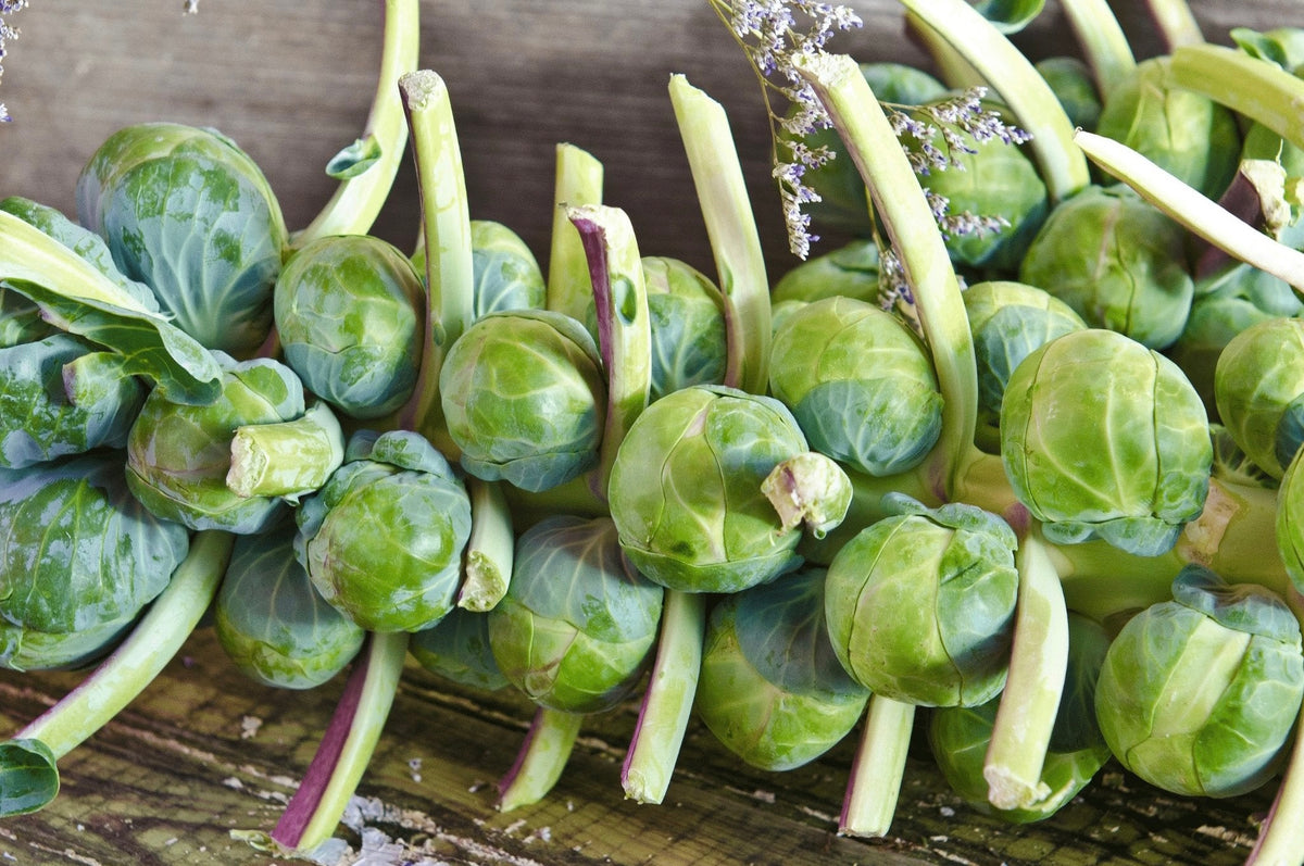 Brussels Sprouts Catskill (Brassica oleracea) Non GMO, Open Pollin