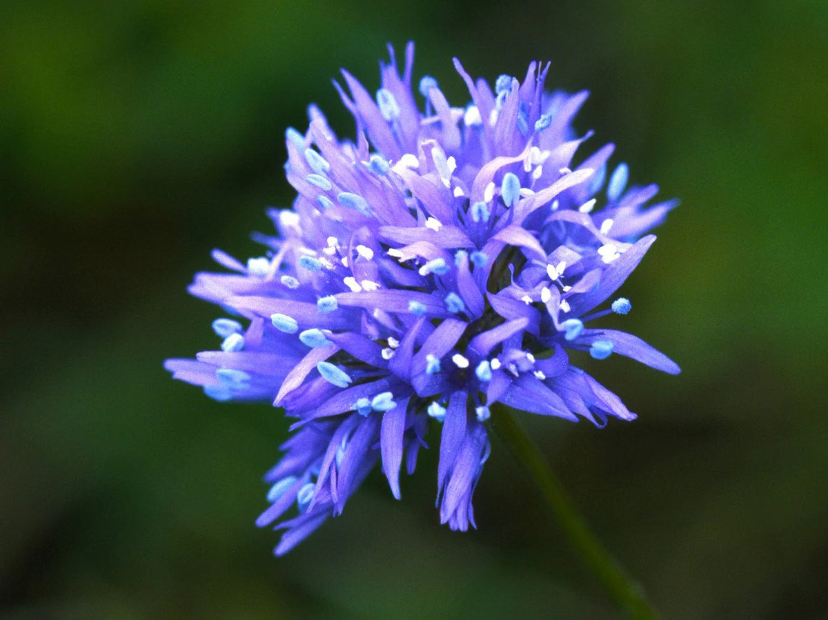 Globe Gilia - Bluehead Gilia (GILIA capitata) Blue Headed Gilly Flower –  Bumbleseeds