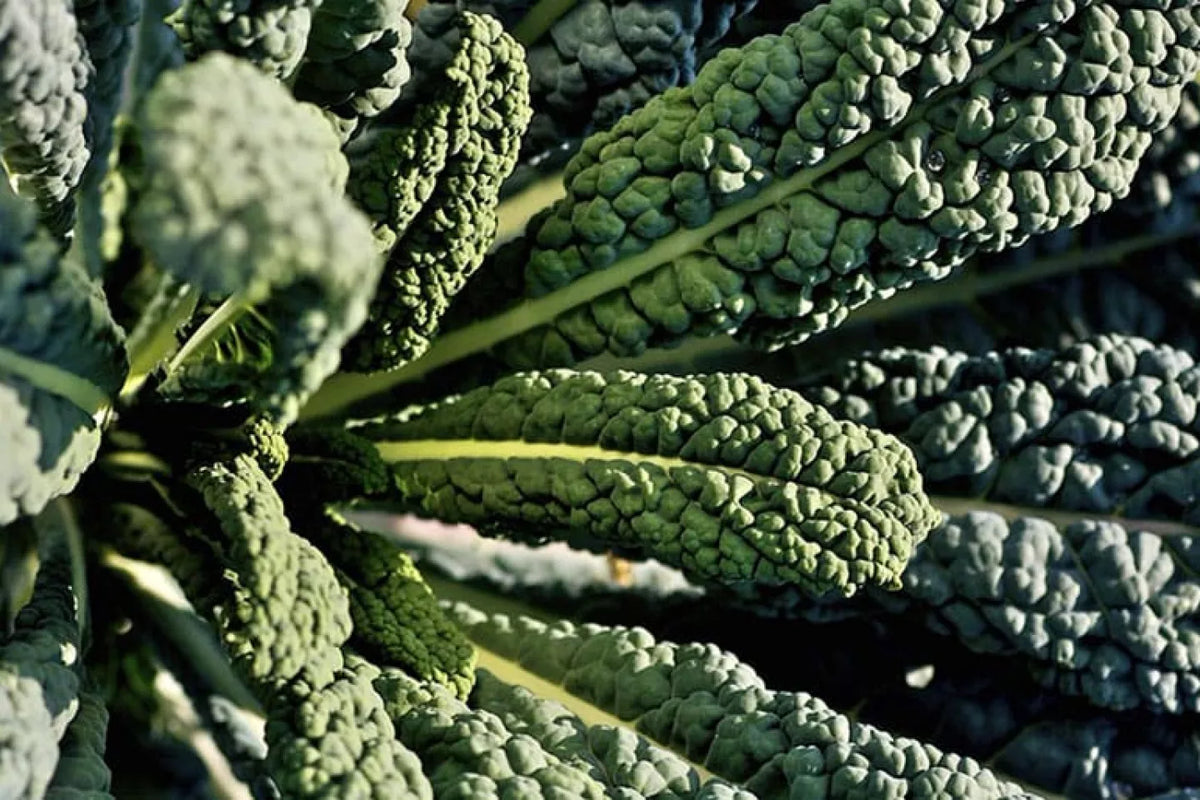 Cavolo Marino (Crambe Maritima) - Circa 10 Semi - Foto 8