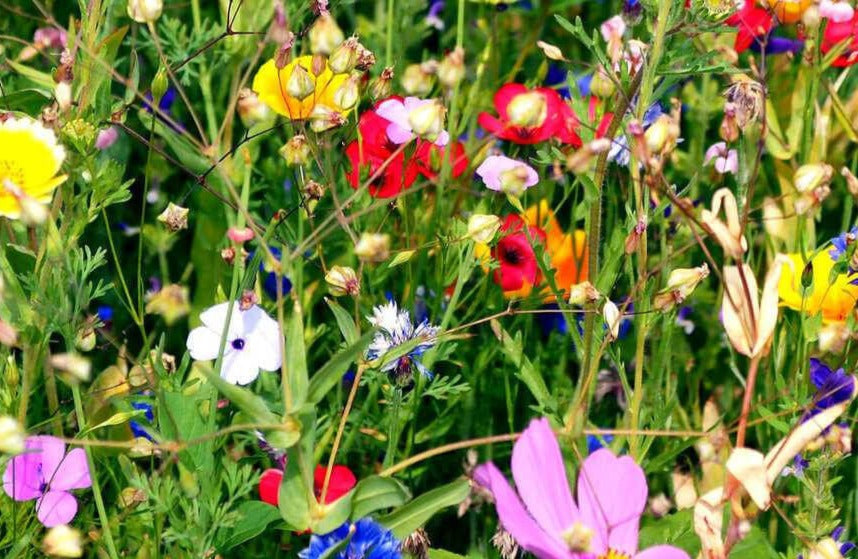SOW Loved Cottage Garden Wildflowers NonGMO Small Batch Cutting Flow Bumbleseeds