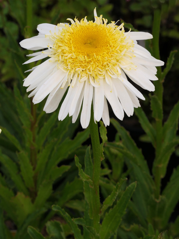 Daisy Shasta Real Glory (Leucanthemum x superbum) Real Glory Daisy Flo