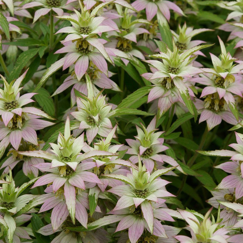 Bee Balm Horsemint