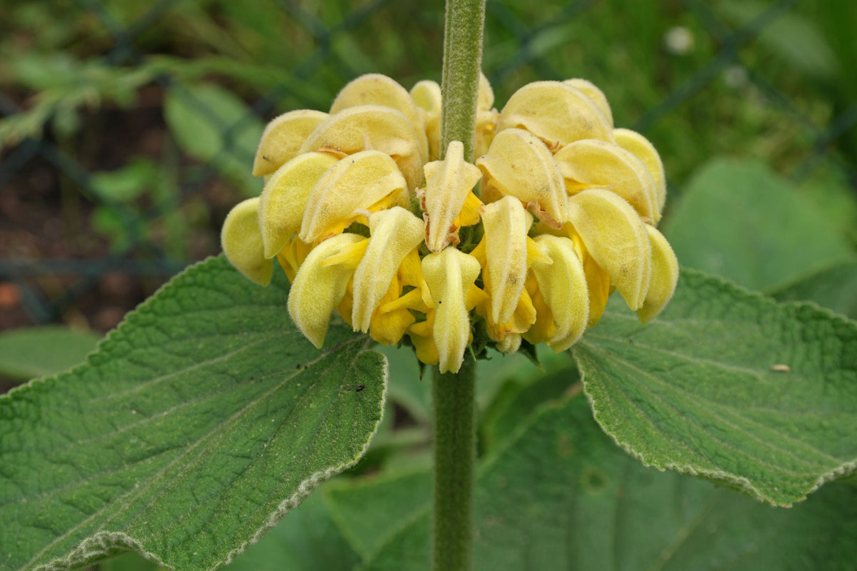 Phlomis Jerusalem Sage Phlomis Russeliana Sims Bentham Russel s S phlomis-jerusalem-sage-phlomis-russeliana-sims-bentham-russel-s-s