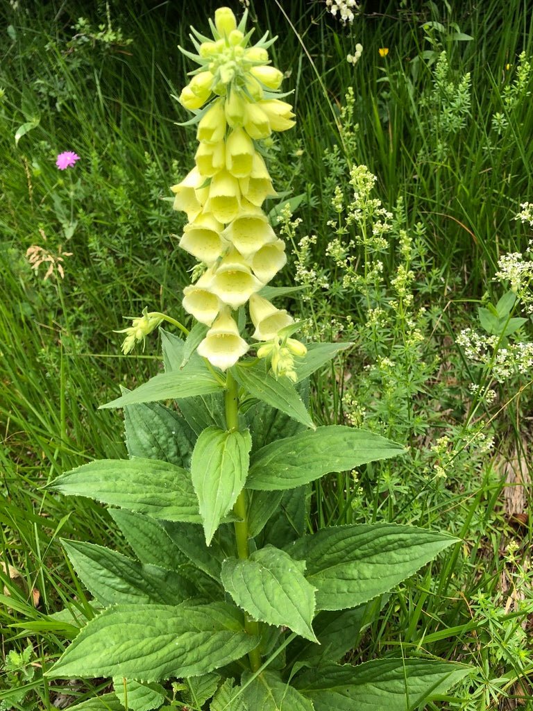 Foxglove Yellow (Digitalis lutea) Yellow Open Pollinated Foxgloves F Bumbleseeds