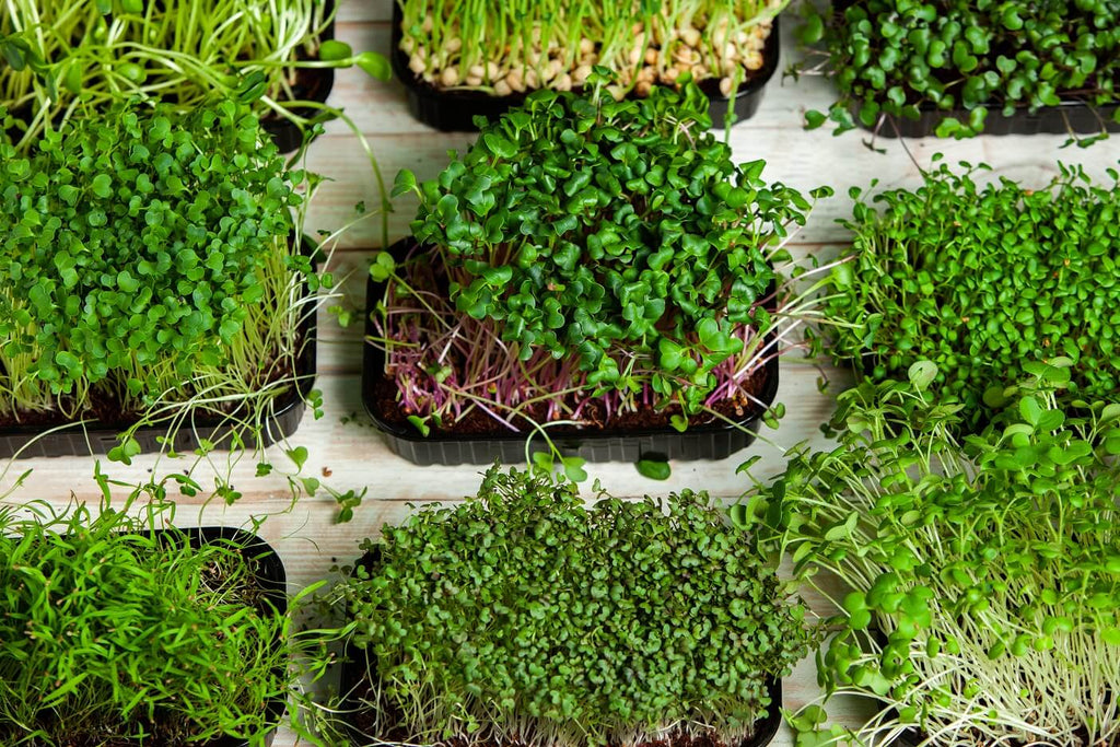 10 Essential Microgreens To Sow, Grow & Self Nourish!