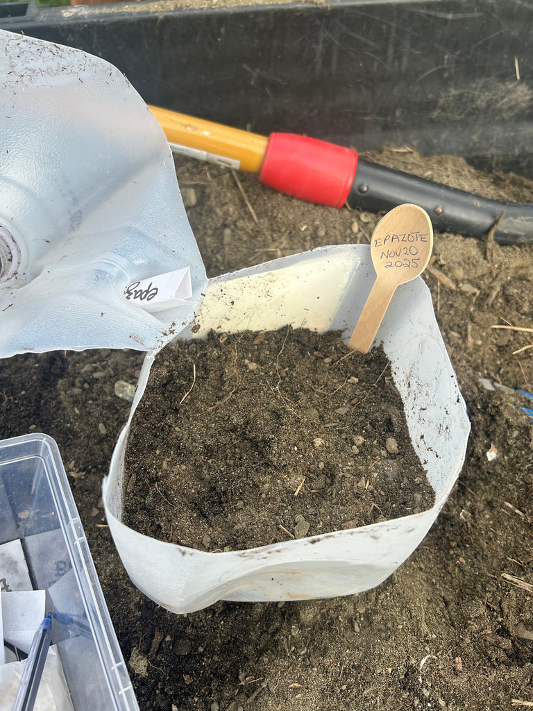 The Milk Jug Method: How to Start Seeds in the Snow