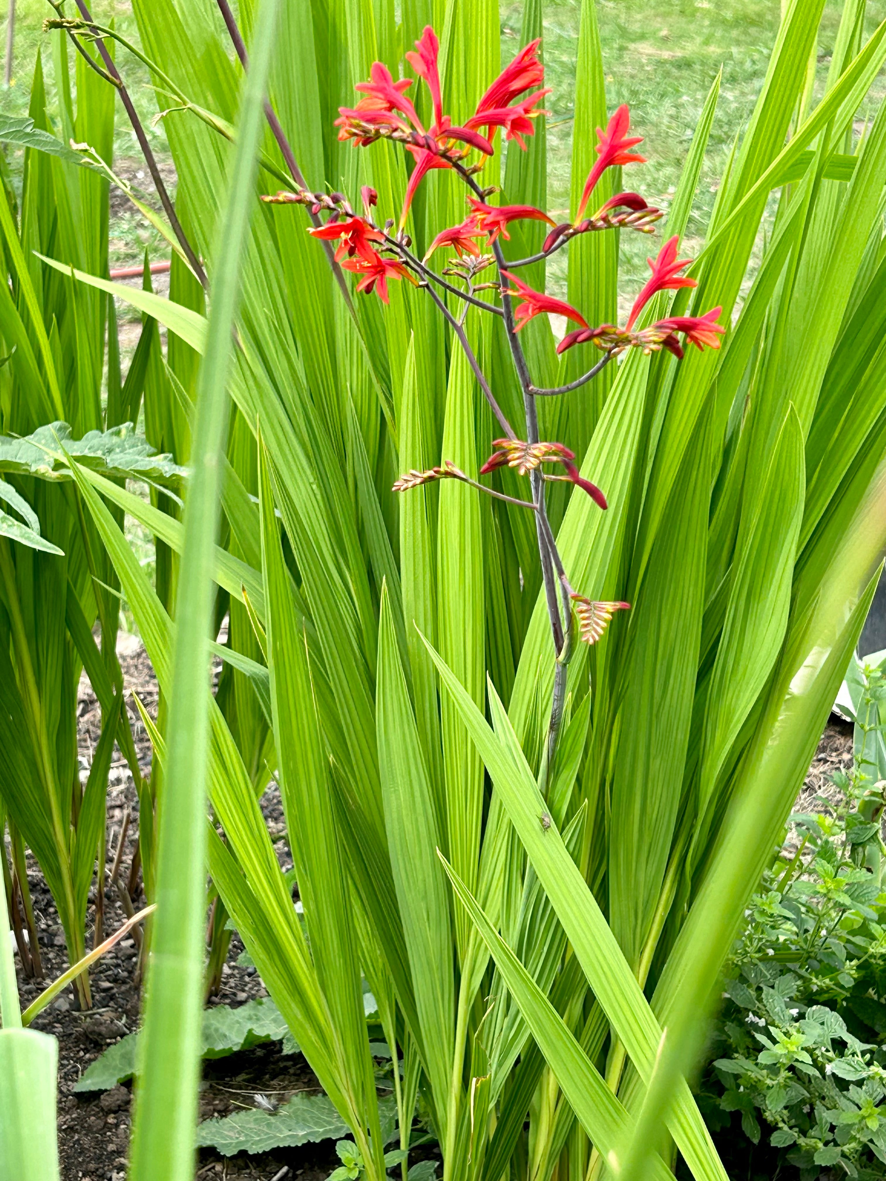 lucifer plant seeds Crocosmia (Crocosmia Lucifer)Falling Stars Flower – Bumbleseeds