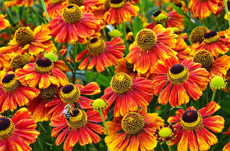 helium plant seeds Helenium
