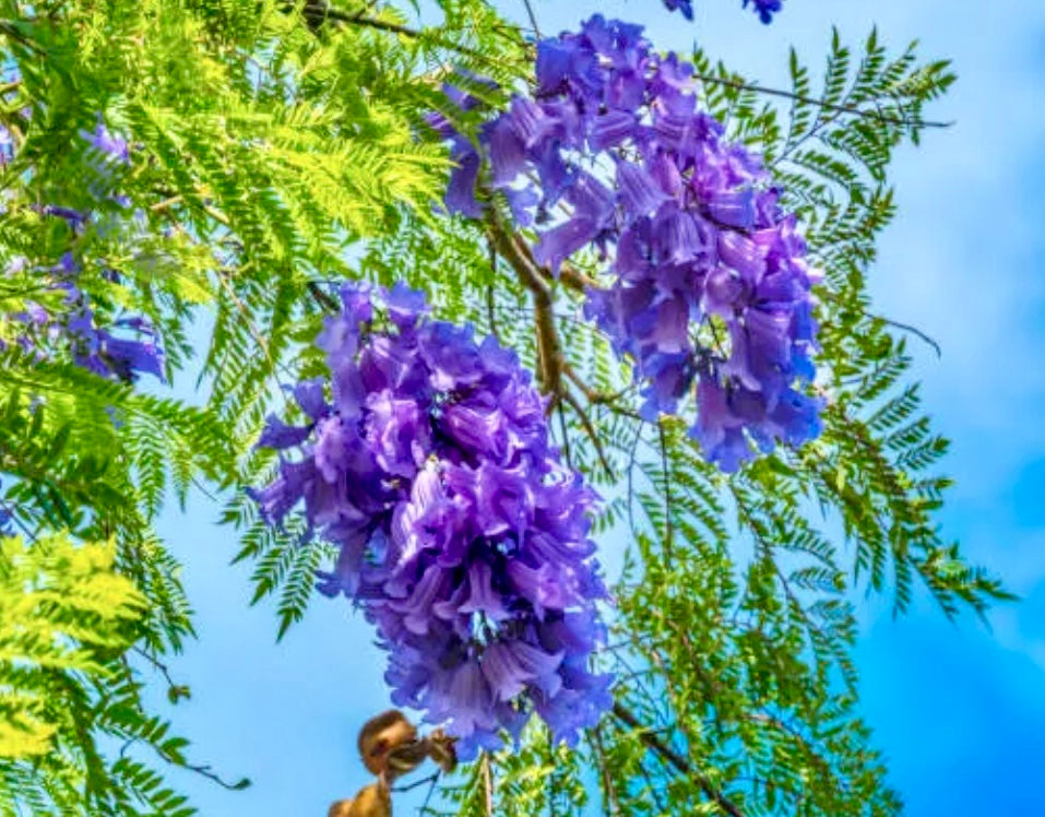 blue jacaranda from seed to flower Jacaranda – Blue Jacaranda (Jacaranda mimosifolia) Non-GMO – Organical – Bumbleseeds