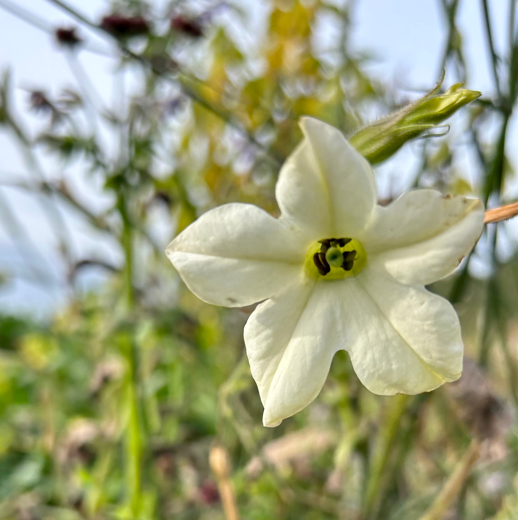 tobacco plant white flowers Nicotiana - Flowering Tobacco