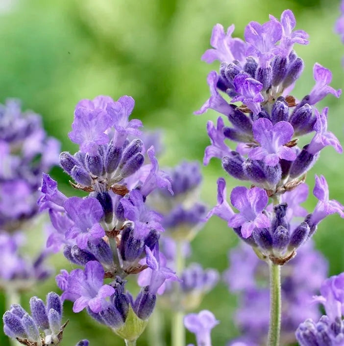 organic english lavender plants Lavender