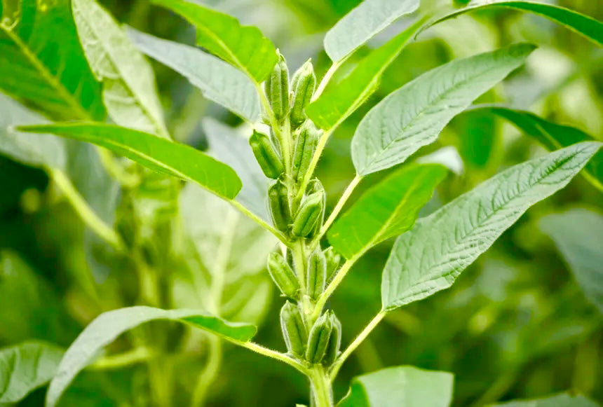 sesame seed plants for sale Sesame