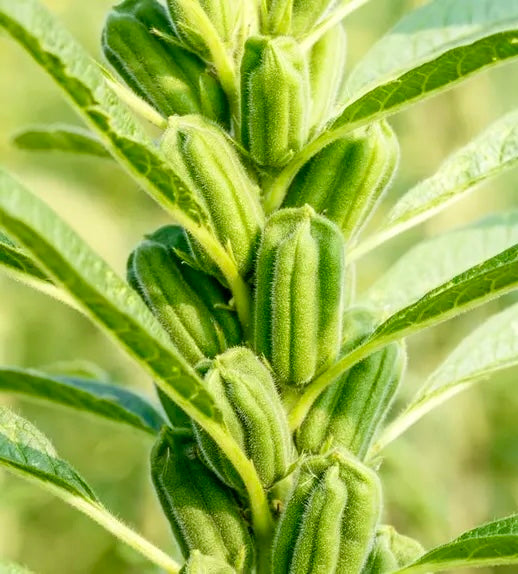 sesame seeds to plant Sesame