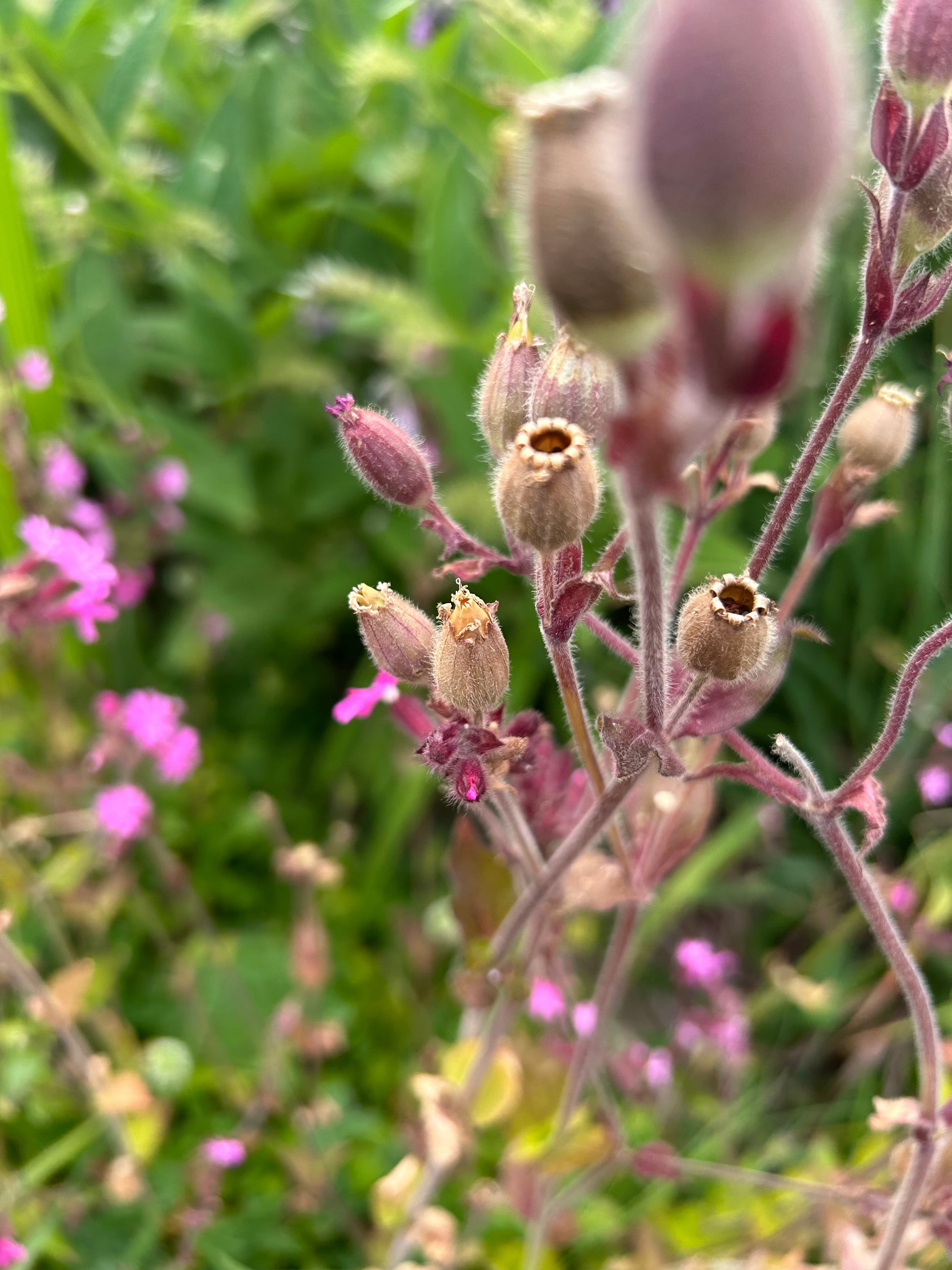 campion flower tree seeds Red Campion