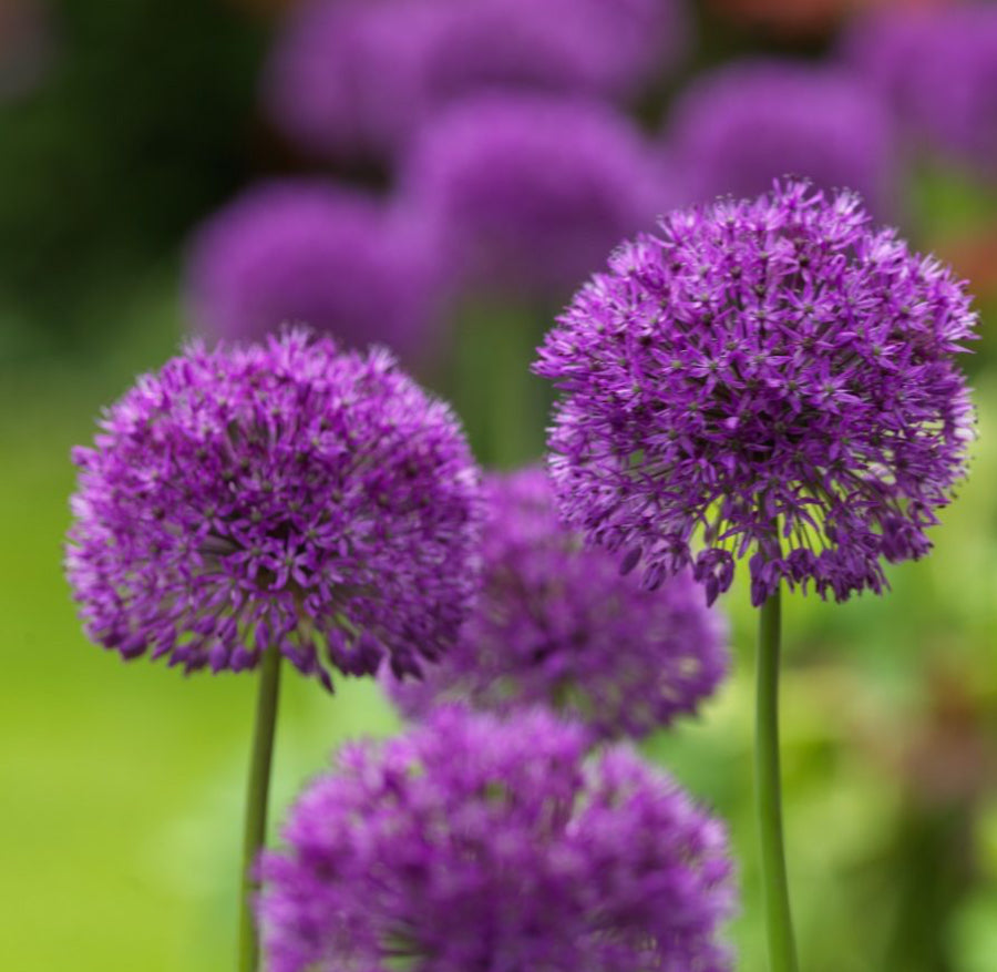Allium - Purple Allium (Allium hollandicum) Organic - Non GMO - Flower