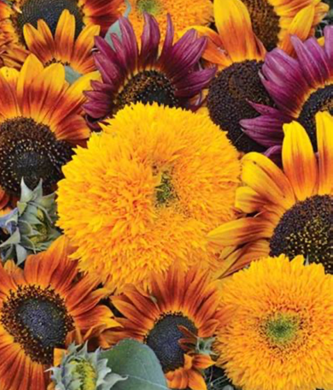 Sunflower Extravanganza - Non GMO Organic Mix of Colourful Edible