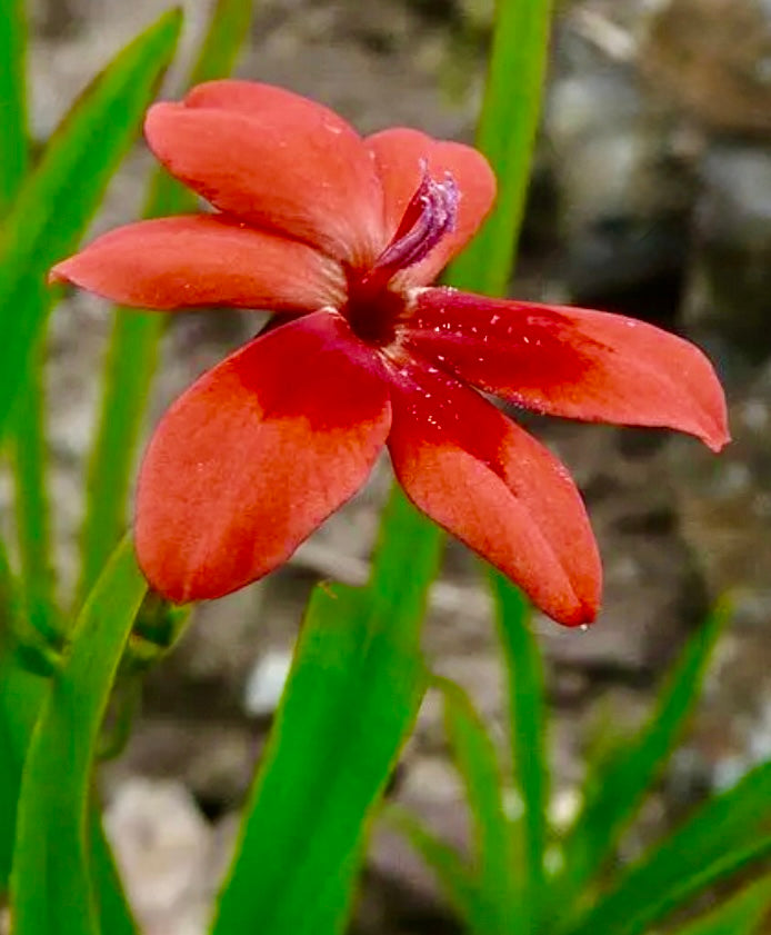 freesia flower seeds Freesia – Freesia laxa (Freesia laxa) Non-GMO – Organically Grown – Fl – Bumbleseeds