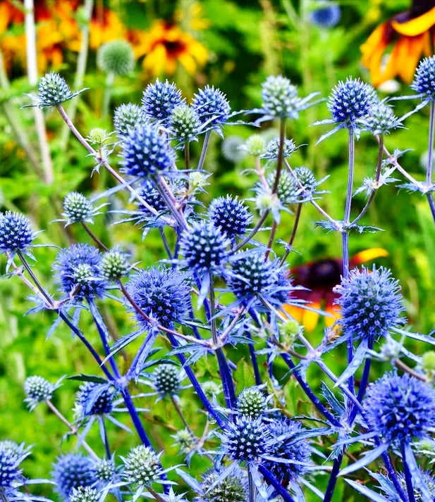 blue thistle flower seeds Eryngium