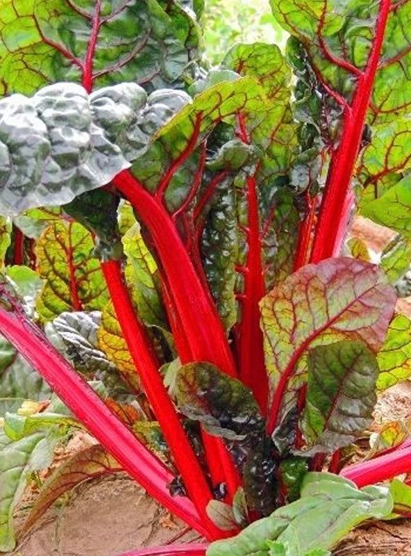 Chard - Ruby Red Swiss chard (Beta vulgaris var. cicla 'Ruby Red') Org ...