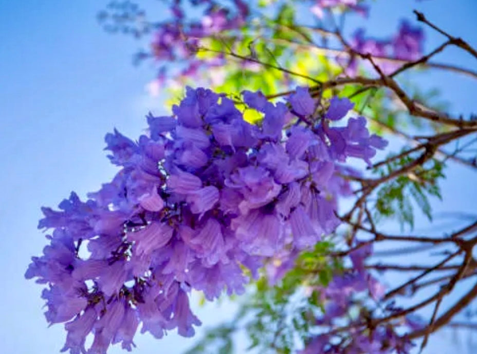 blue jacaranda from seed to flower Jacaranda – Blue Jacaranda (Jacaranda mimosifolia) Non-GMO – Organical – Bumbleseeds