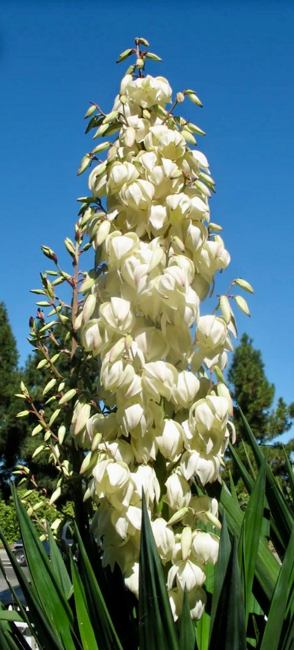 Yucca Thread Adam’s Needle And Thread - Yucca (Yucca filamentosa) Non-GMO, Organica ...