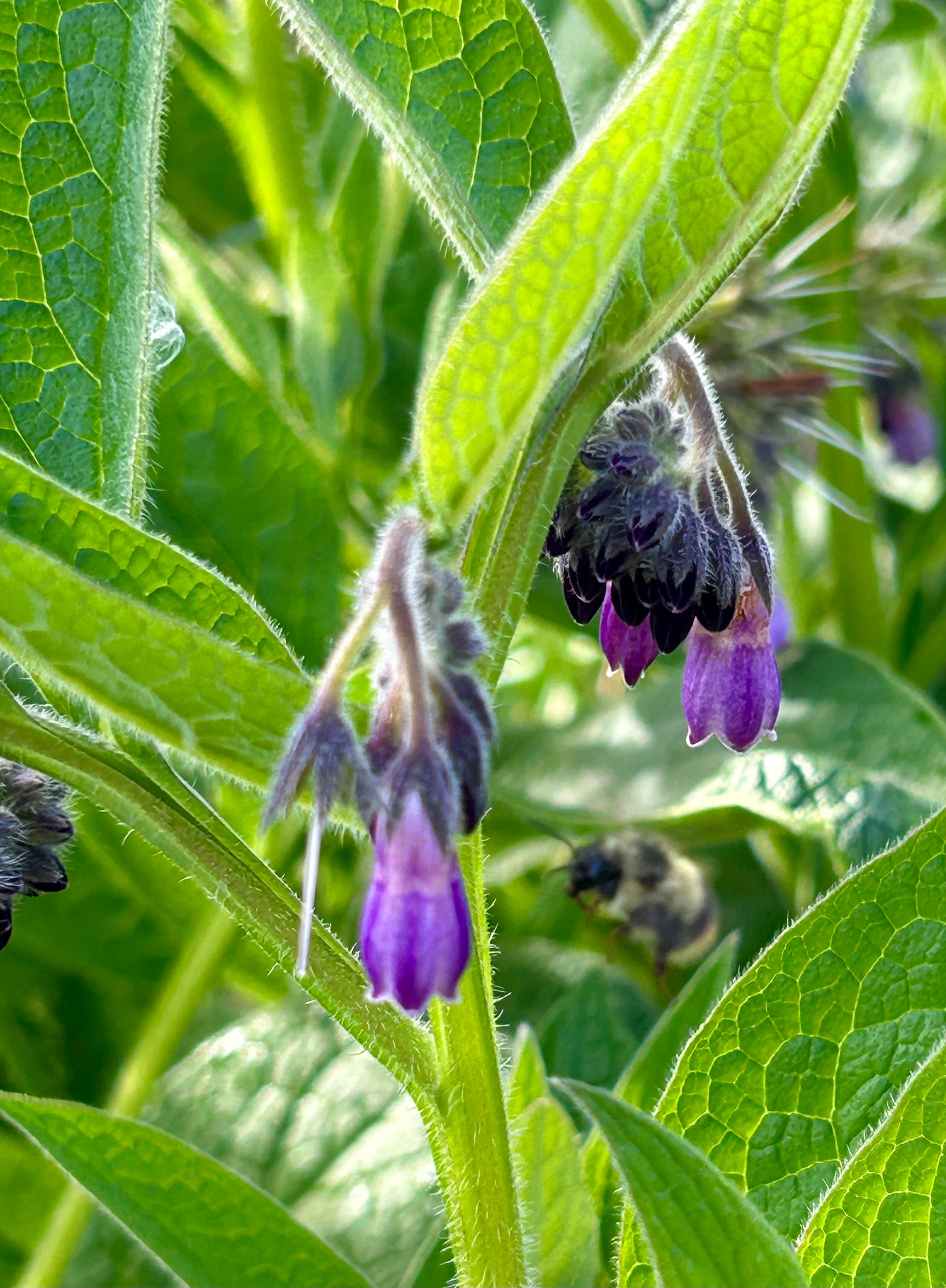 comfrey plant seeds for sale Comfrey (Symphytum officinale) Black Wort Boneset - Heirloom