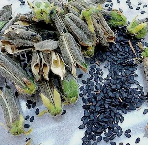sesame seeds to plant Sesame - Black (Sesamum indicum 'Kurogoma') Non GMO