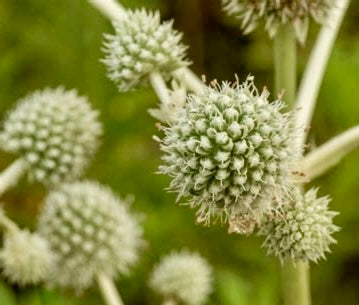 Bumble Rattle Eryngium - Rattlesnake Master (Eryngium yuccifolium) Non-GMO - Organic ...